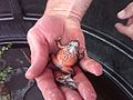 Thumbnail for File:Oregon Spotted Frog.jpg