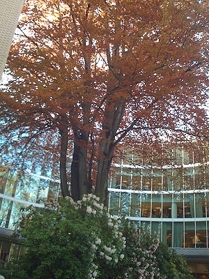 Branford Price Millar Library Tree.jpg