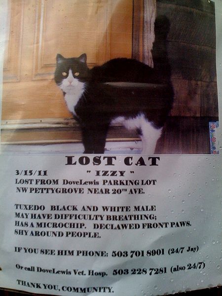 File:Lost cat.jpg