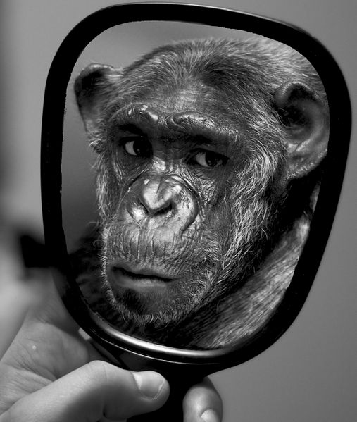 File:Monkey-Mirror.jpg