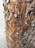 Thumbnail for File:Pole on 64th and Glisan.jpg